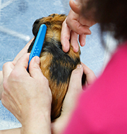 Dermatologie