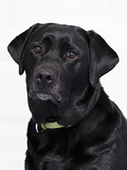 Loni