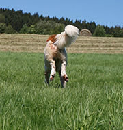 Tierkennzeichnung