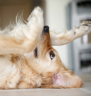 Tierphysiotherapie